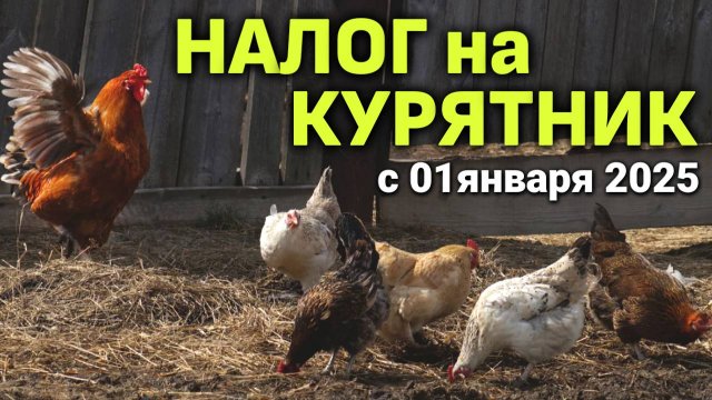 Новый НАЛОГ НА КУРЯТНИК с 1 января 2025 года #курятникнадаче #мастерhouse