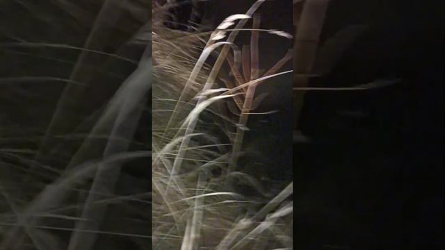 Добыл бобра 🦫  стрелял картечью в голову.