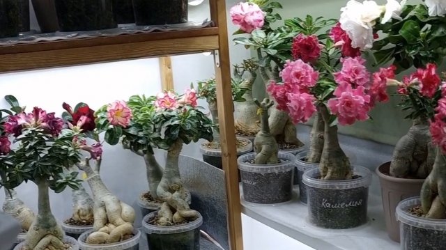 Нет ничего сложного в выращивании адениумов из семян🤗