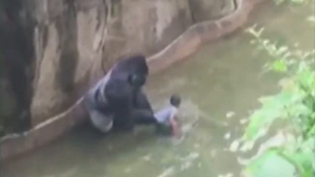 Harambe Tribute 2020