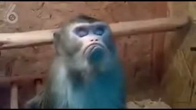 Обезьянка обиделась