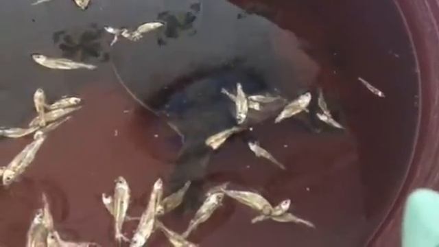 Tortugas Concha Blanda Comen Charales (Apalone Ferox) 🐢🐟