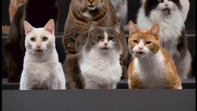 meow mix