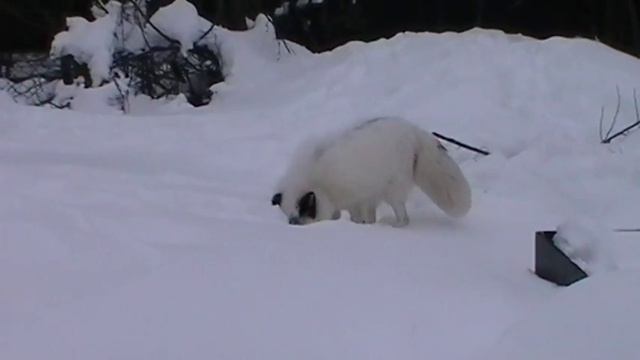 Домашняя лиса