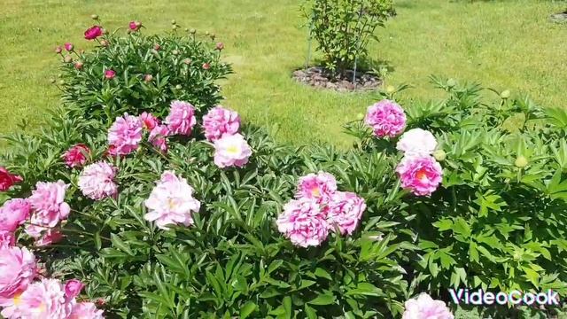 10.Роскошный пион! Приобрела у "бабушки", без названия. Варианты названия прошу оставлять в коммента