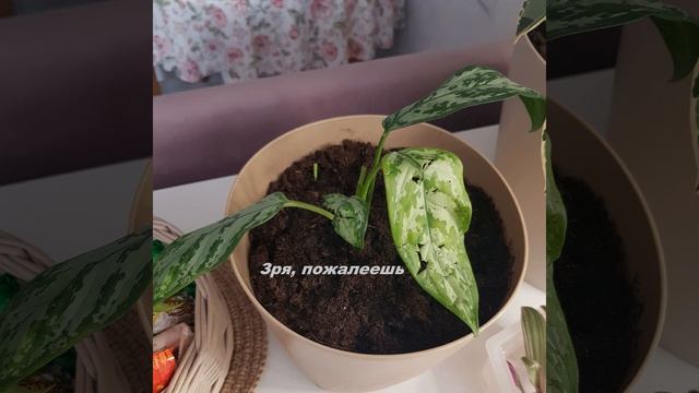 Зря, пожалеешь