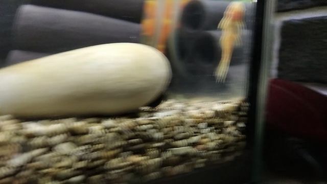 3 новых жителя☝️✌️😉👍😂.mp4