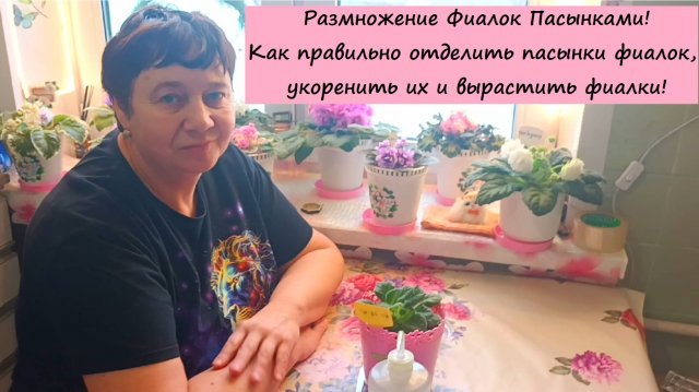Размножение Фиалок Пасынками! Как правильно отделить пасынки фиалок, укоренить их и вырастить фиалку