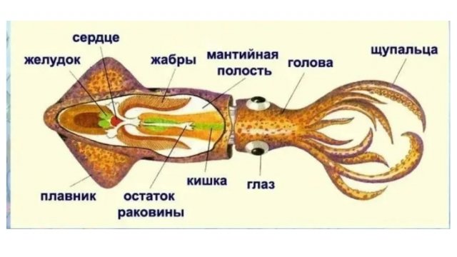 МНОГОГРАННЫЙ МИР Реактивное движение в природе Нуждина Анна