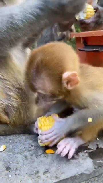 Monkey mother and baby monkey eat together 😂 Monkey