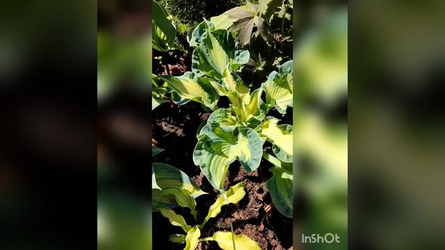 Хоста Golden Meadows