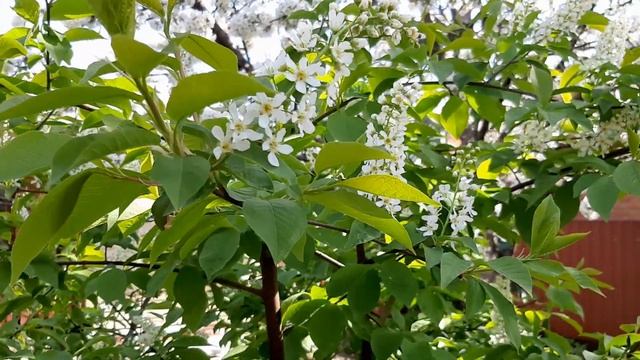 Spring Melody of your Heart. Весенняя мелодия твоего сердца