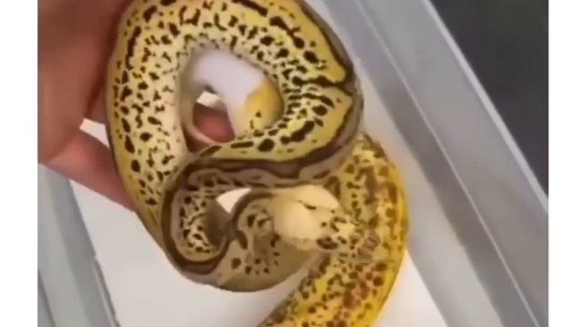 Банановая змея Считается одной из самых популярных неядовитых змей, которые прекрасно живут в невол