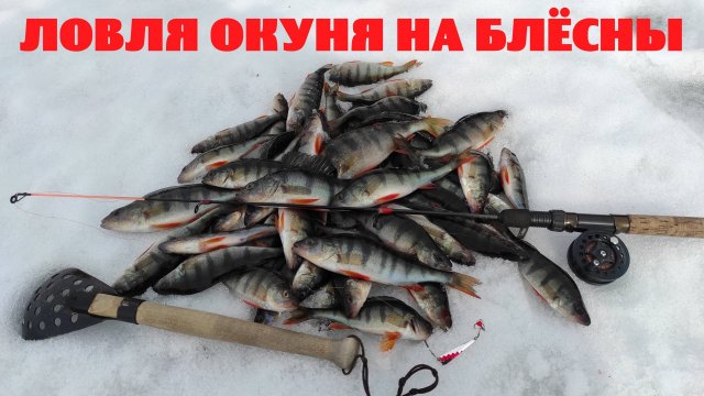 Ловля окуня на блёсны.