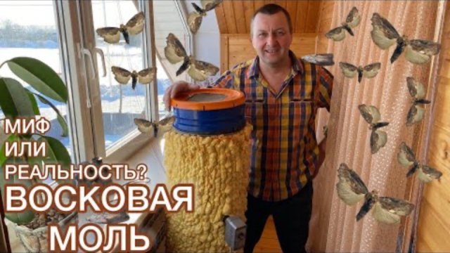 Восковая Моль — От Всех Болезней? Реальность или Миф?