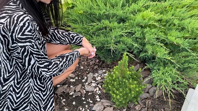 Сколько хвойных я разместила на небольшом участке! Подробный обзор!