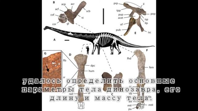 Дредноутус  Dreadnoughtus schrani