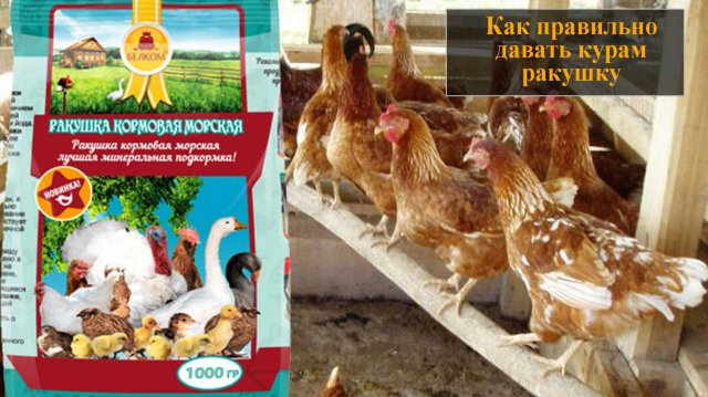 Как правильно давать курам ракушку