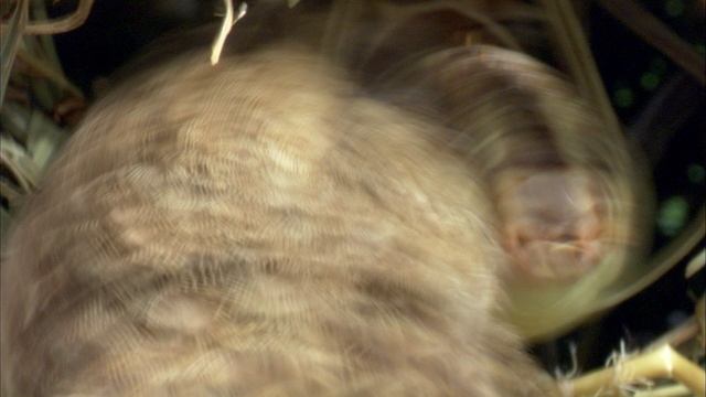 Африка 1 серия «Калахари» (документальный сериал, 2013)