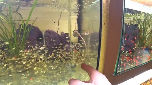 Будни Аквариумиста. Запустил Неонку на нерест и другое