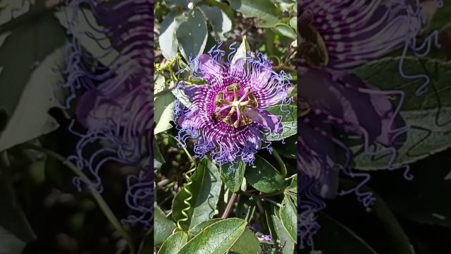 Little amazing blossom beauty, wild passion fruit plant
