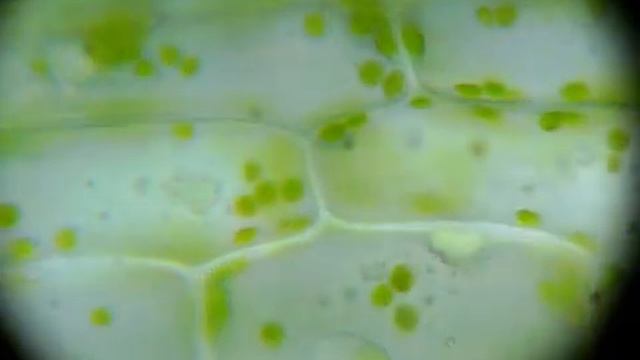 Хлоропласты элодеи под микроскопом