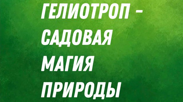 Гелиотроп- садовая магия природы