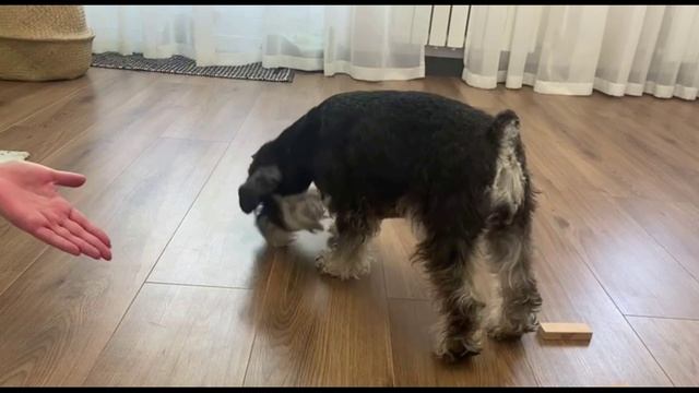 Дрессировка#цвергшнауцер