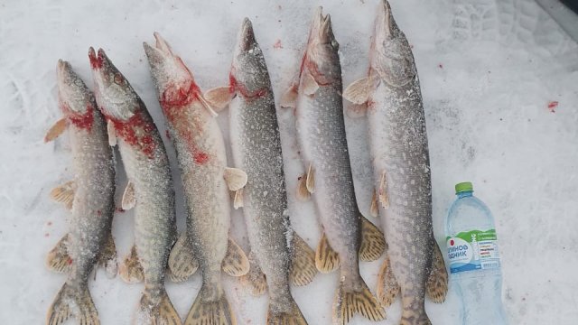 ЩУКА В КОСЫНКУ. ЗИМНЯЯ РЫБАЛКА