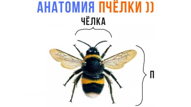 АНАТОМИЯ ПЧЁЛКИ ))) | Приколы | Мемозг 1559