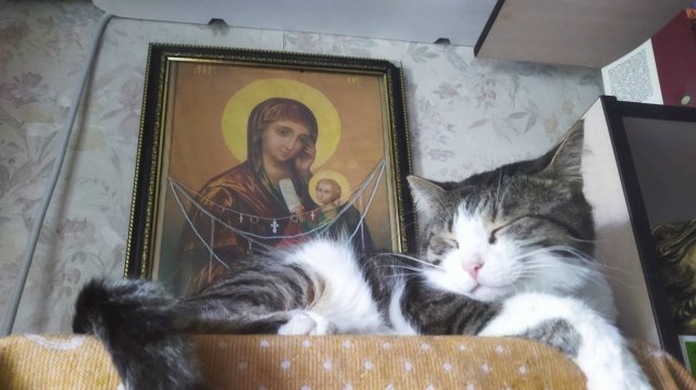 Как живёт приют КотоВасия 67