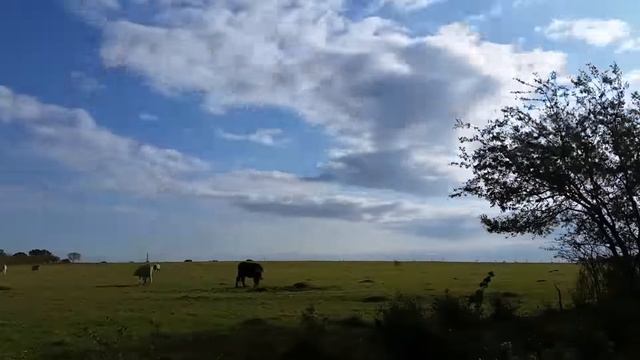 Звуки деревни Утро в деревне