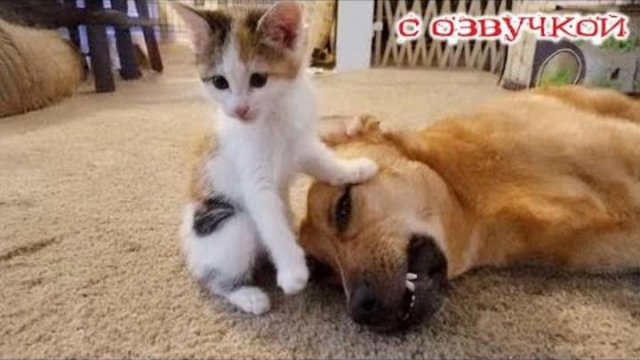 Приколы с котами!!! Смешные коты С ОЗВУЧКОЙ! Самые смешные животные!