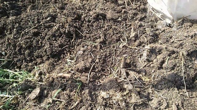 Посадка черенков винограда осенью