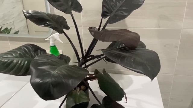 Филодендрон Блэк Кардинал. Мой опыт. Уход и ошибки.