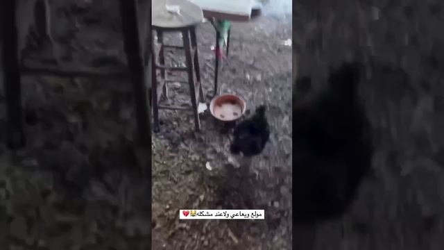 Поржать.