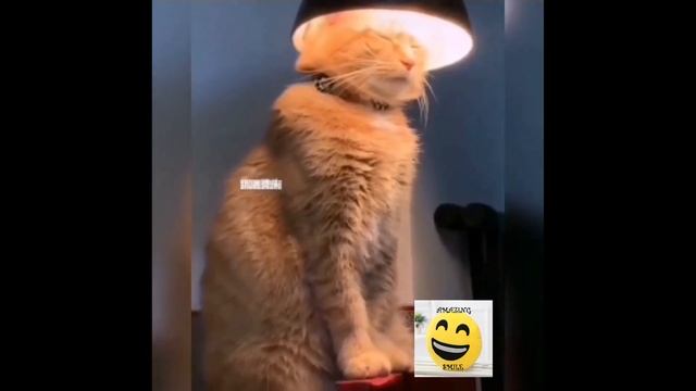 #котики обормотики 4