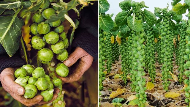 Как вырастить брюссельскую капусту из семян для начинающих