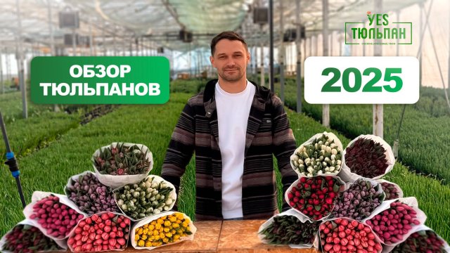 ОБЗОР ТЮЛЬПАНОВ 2025 🌹
