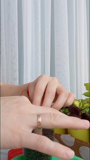 Фикус