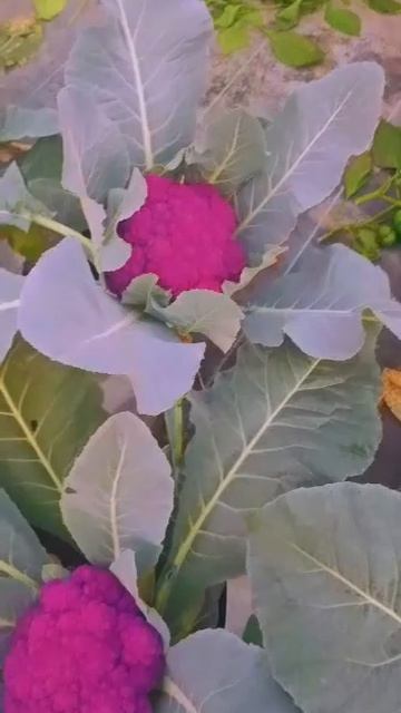Purple cauliflower/ nature/ love/ #happy #art