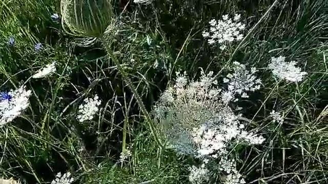 Красивые цветы.