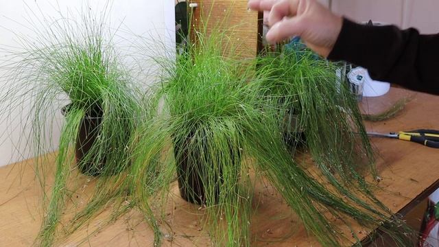 ИЗОЛЕПИС - секрет пышной ампельной кроны