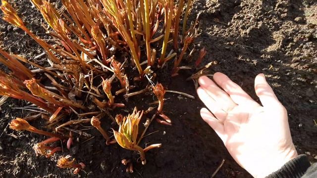 Пионы. Почему на кустах пионах мало цветов.