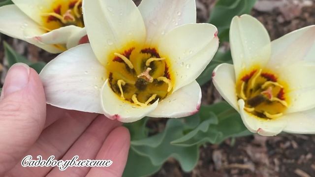 Этот тюльпан притягивает к себе взгляд.Тюльпаны Фостера «Концерто»