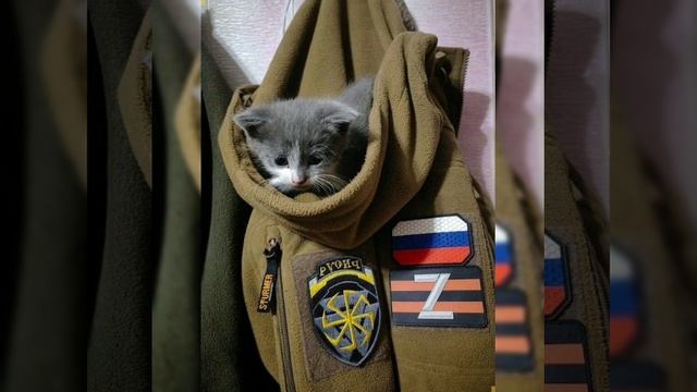 Котейка-"Камуфляжка".mp4