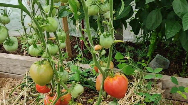 Томат Мамина любовь.