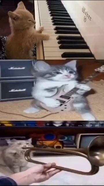 cat play instrument
