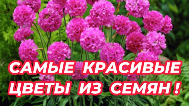 НЕПРИХОТЛИВЫЕ ЦВЕТЫ, которые стоит посадить в саду. Посейте эти цветы на рассаду