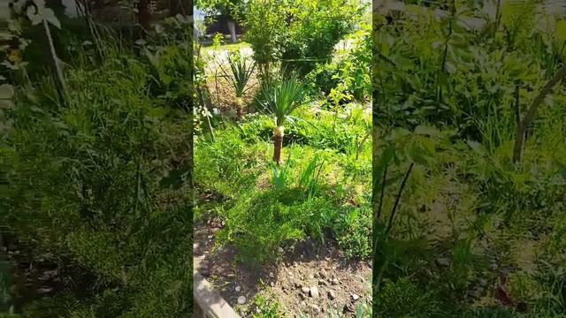 Юкка .Делаю пальмы из юкки.Уход за клумбой.